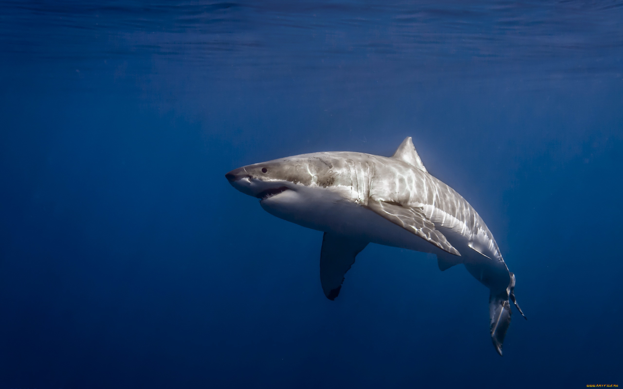 , , mexico, isla, de, guadalupe, carcharodon, carcharias, great, white, shark